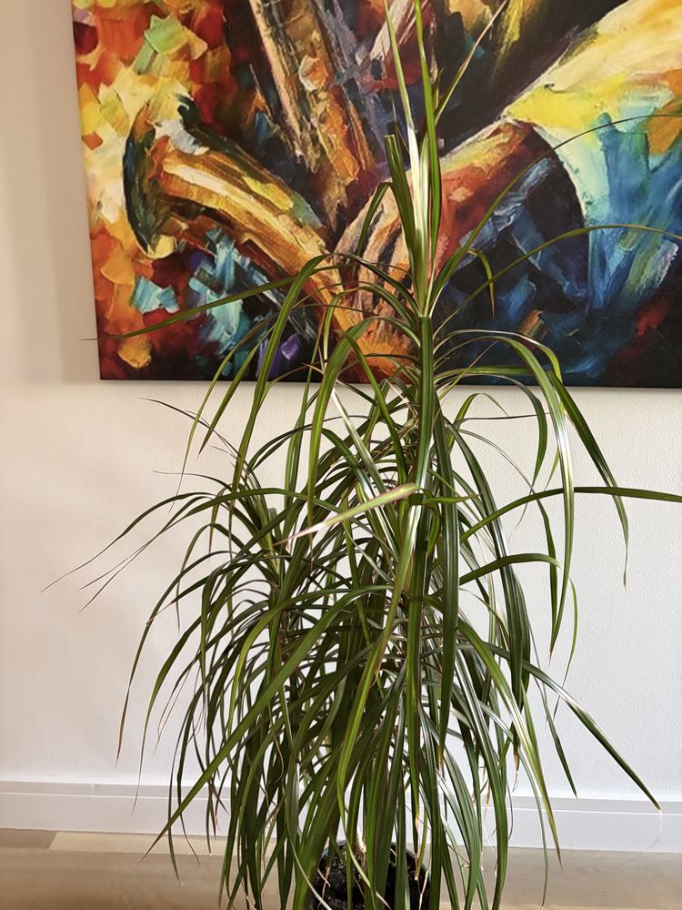 Dracena marginata elegancka roślina Gliwice okazja duża kwiat