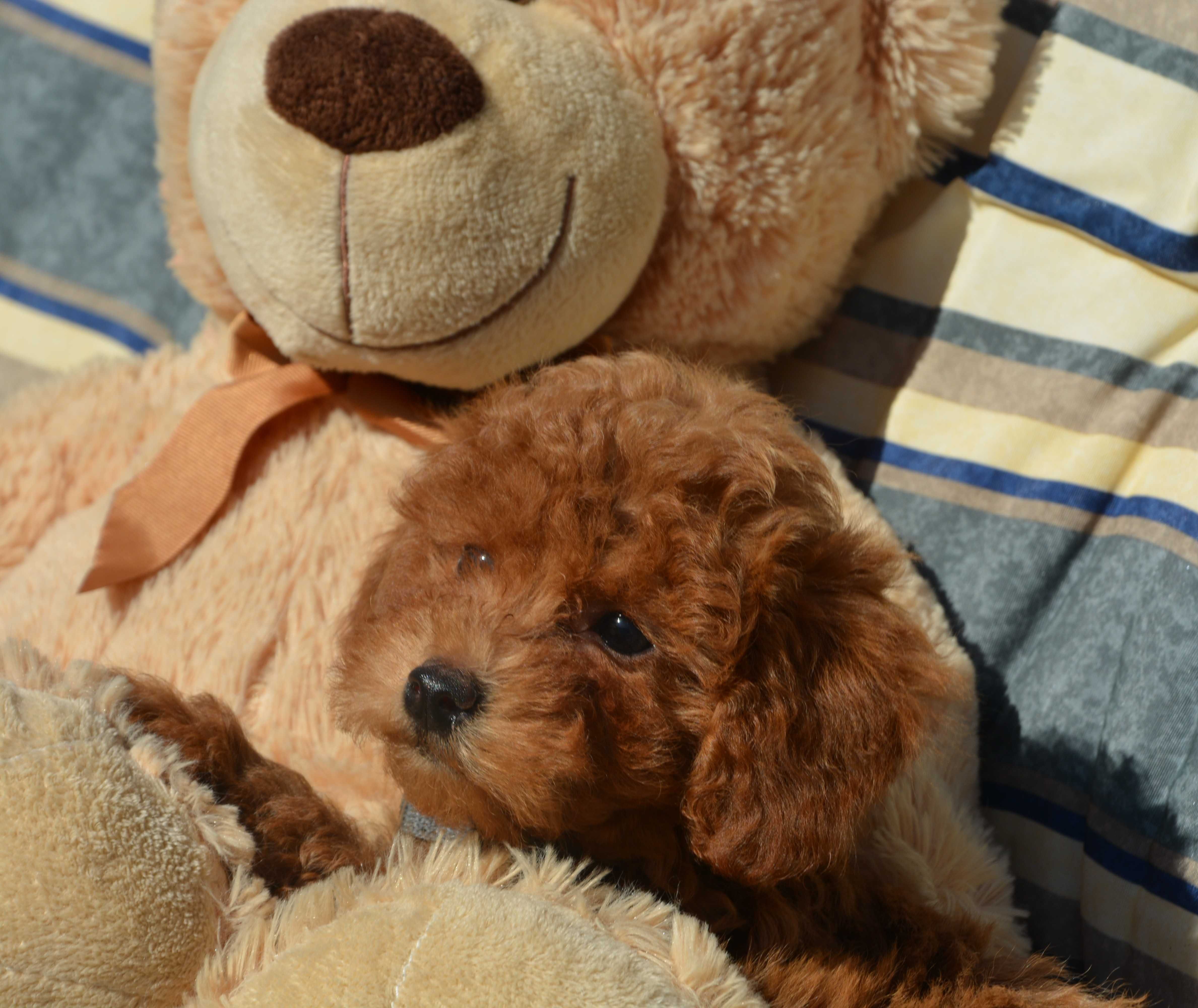 Piesek Maltipoo F1B Hodowla Centopia Warszawa
