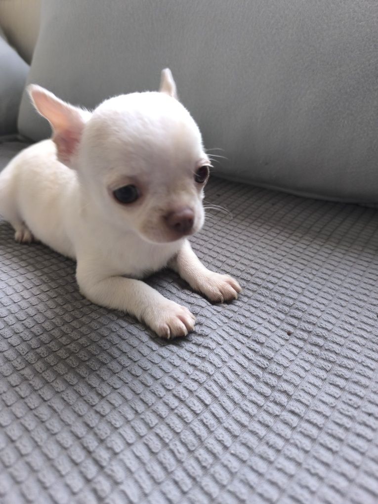 Chihuahua miniatura
