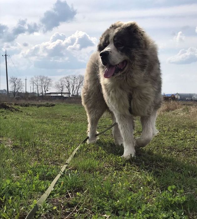 Продам молодого Кавказьця