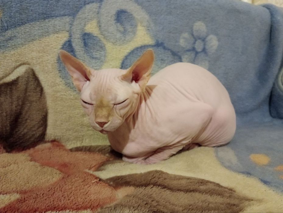 Канадський сфінкс- ідеальний домашній улюбленець
