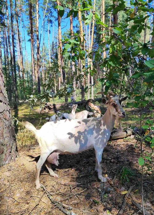 Продаються козочки