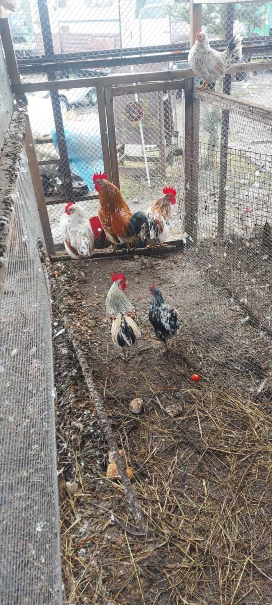 Gęsi garbonose kaczki francuskie kogut Liliputki Karzełeki Parki 24/25