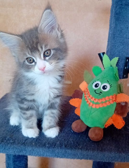 Kotka Maine Coon - Cenere