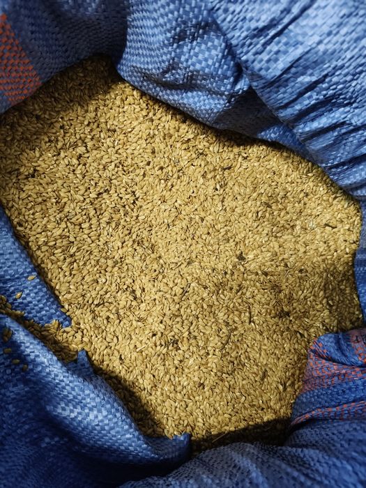 Siemię lniane złociste i brązowe Polska uprawa WYSYŁKA dobre na olej