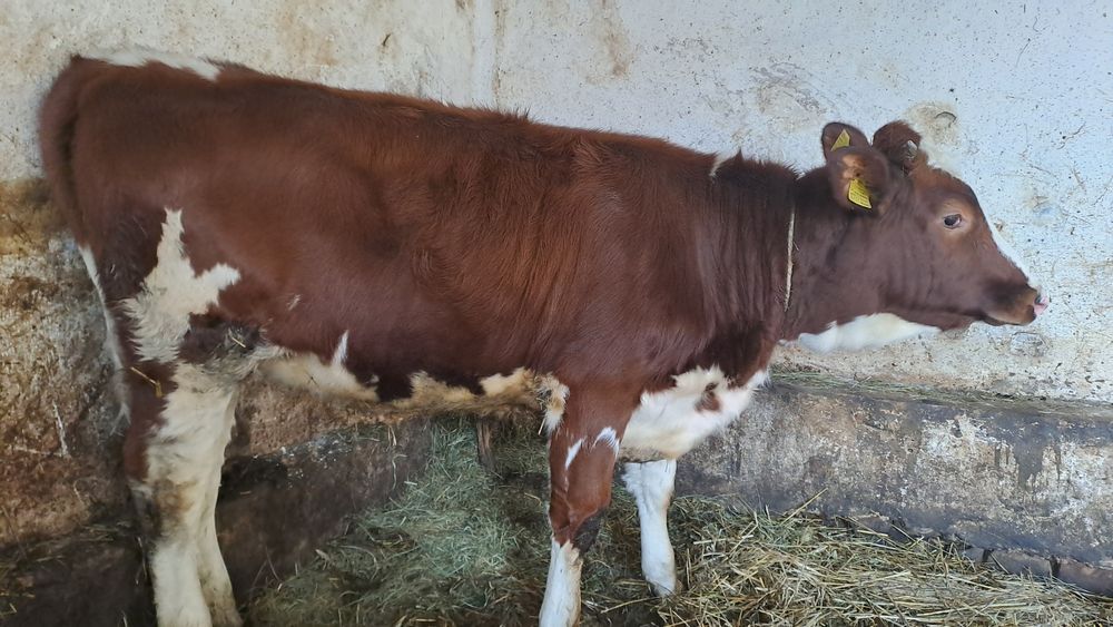 Jałówka krowa młoda