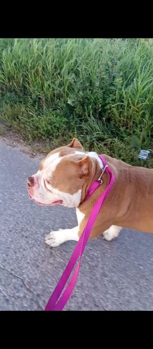 American Bully pocket dwa lata