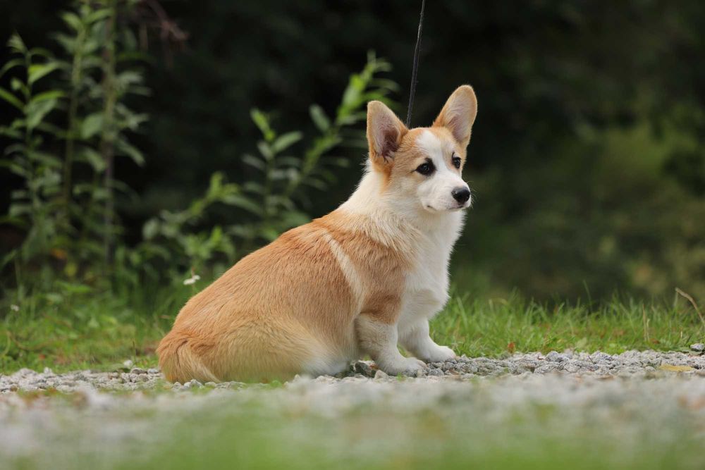 Welsh Corgi Pembroke piesek