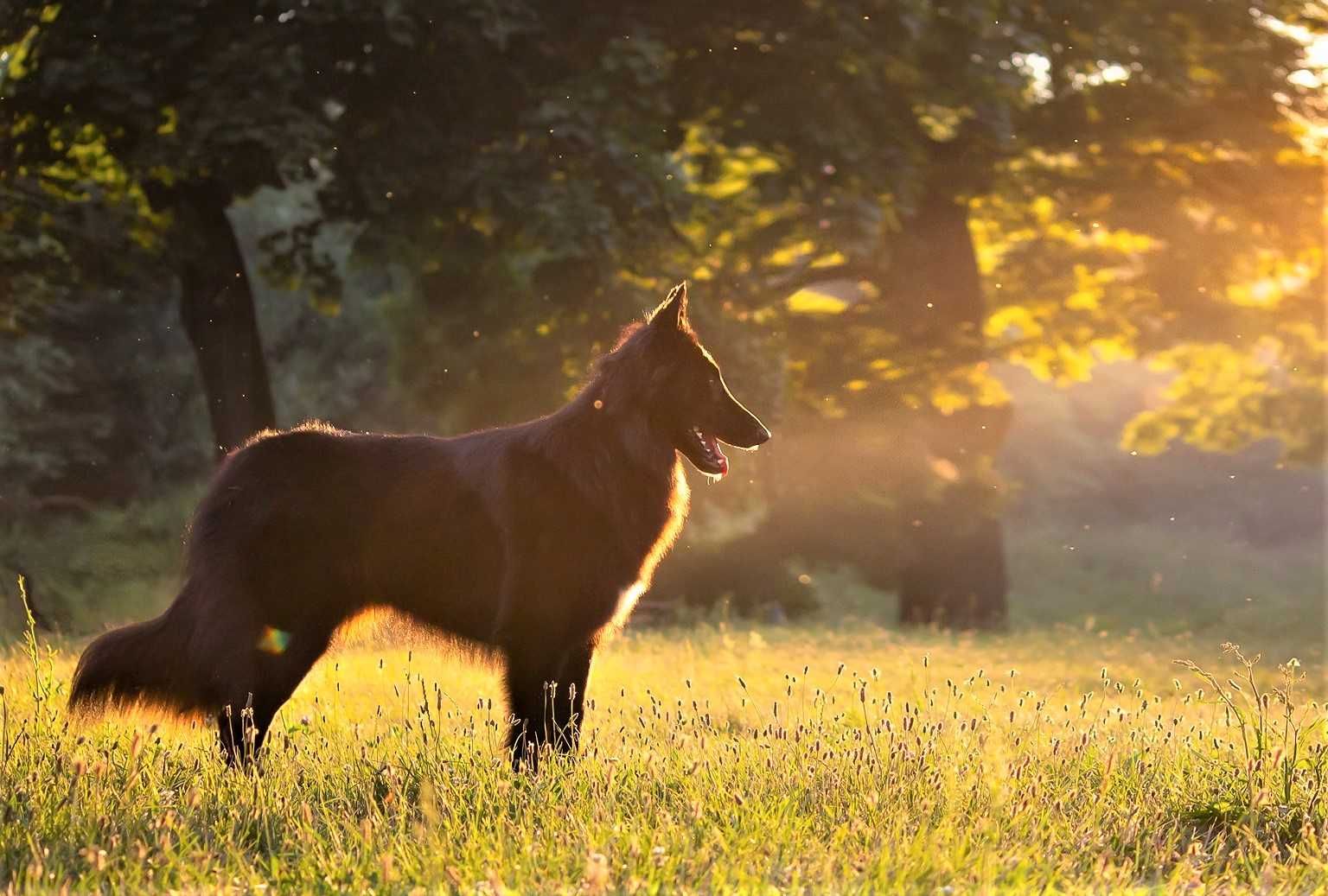 Owczarek belgijski groenendael czarna suczka jedyna na OLX z FCI ZKwP