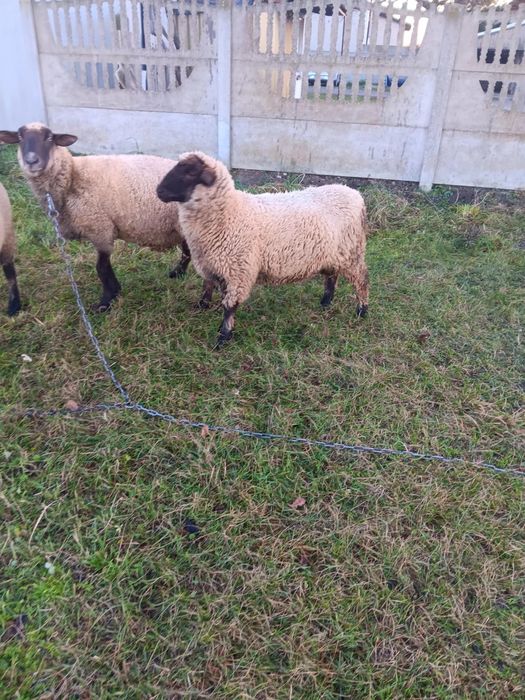 Sprzedam barana czarnogłówkę