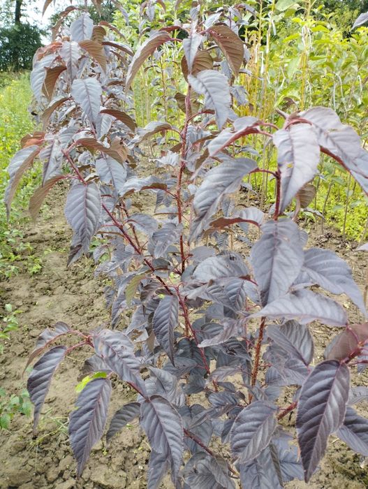 Шовковиця Шеллі, Біле Перо,Сакура Роял Бургунді