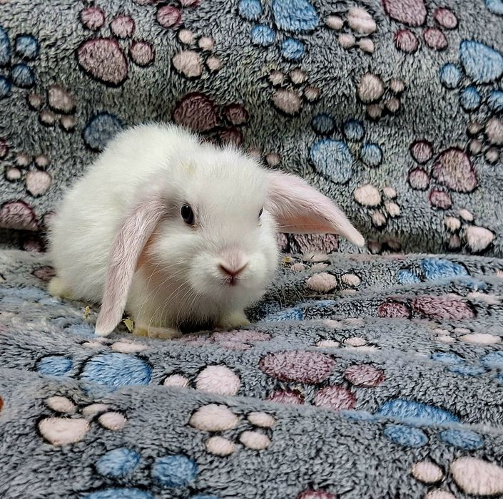 Króliczek Baranek Mini Lop samczyk