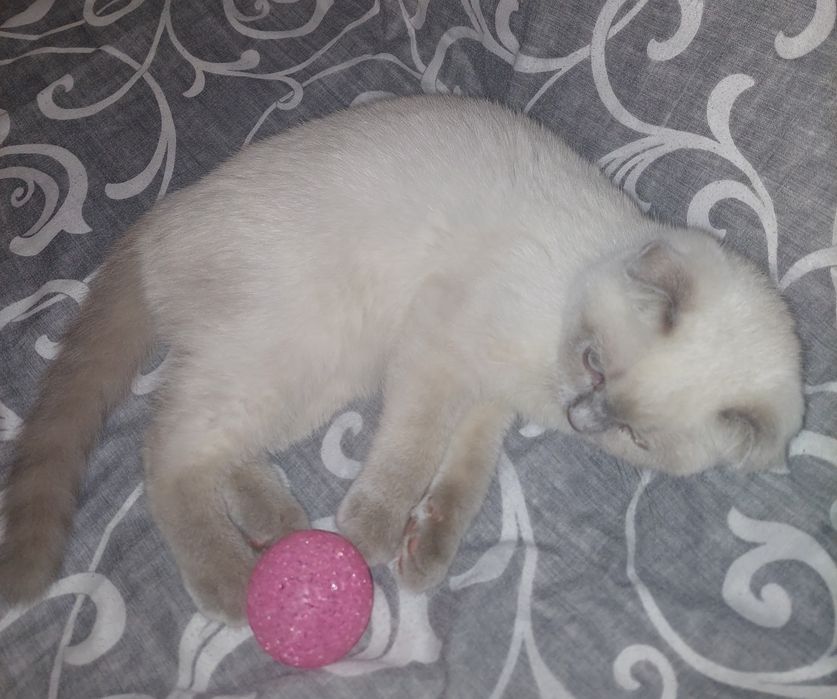 Красивая Девочка Скоттиш фолд. Харьков!