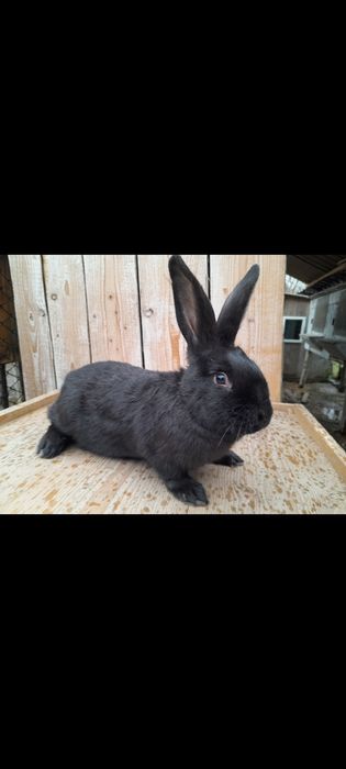 Кролики різних порід