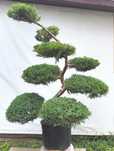 Bonsai Niwaki Jałowiec Wilhelm Pfitzer