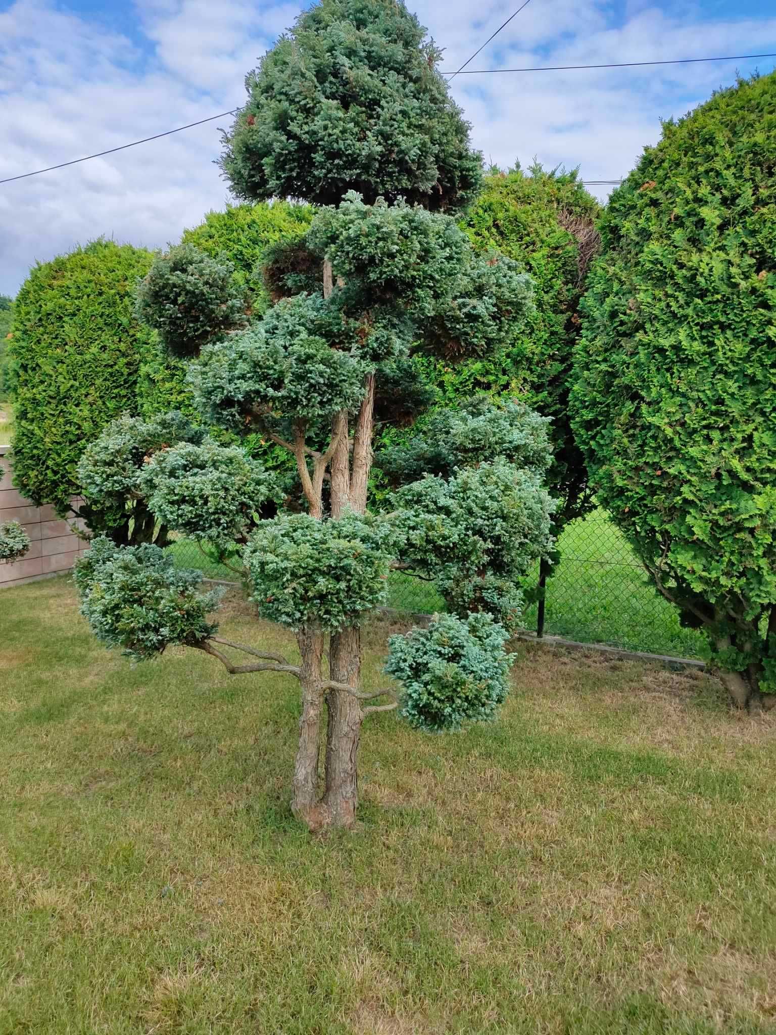 Drzewko formowane typu BONSAI cyprysik 2 szt. 3m