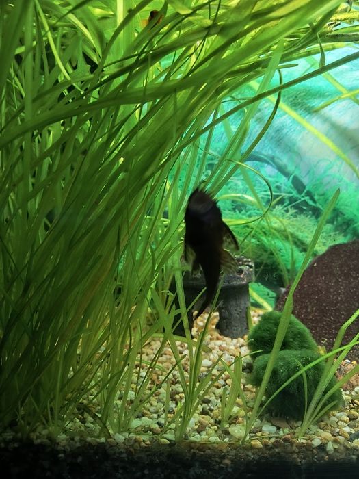 Glonojad, zbrojnik niebieski samiec