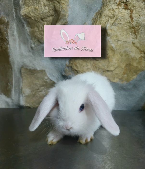 Coelhos anões mini lop