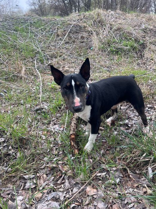 Кобель міні Бультерʼєр шукає сучку для вʼязки м.Камʼянське. 5,5 років.