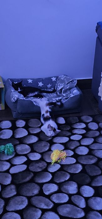 2 gatinhos bebés para adoção