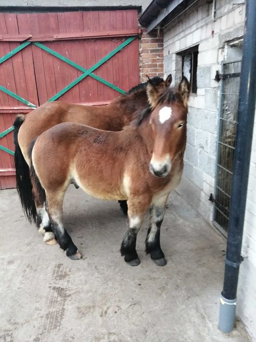 Sprzedam klacz z ogierkiem 6 miesięcy