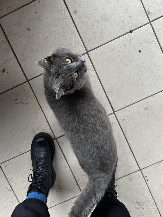 Британець Фелікс БЕЗКОШТОВНО шукає дім