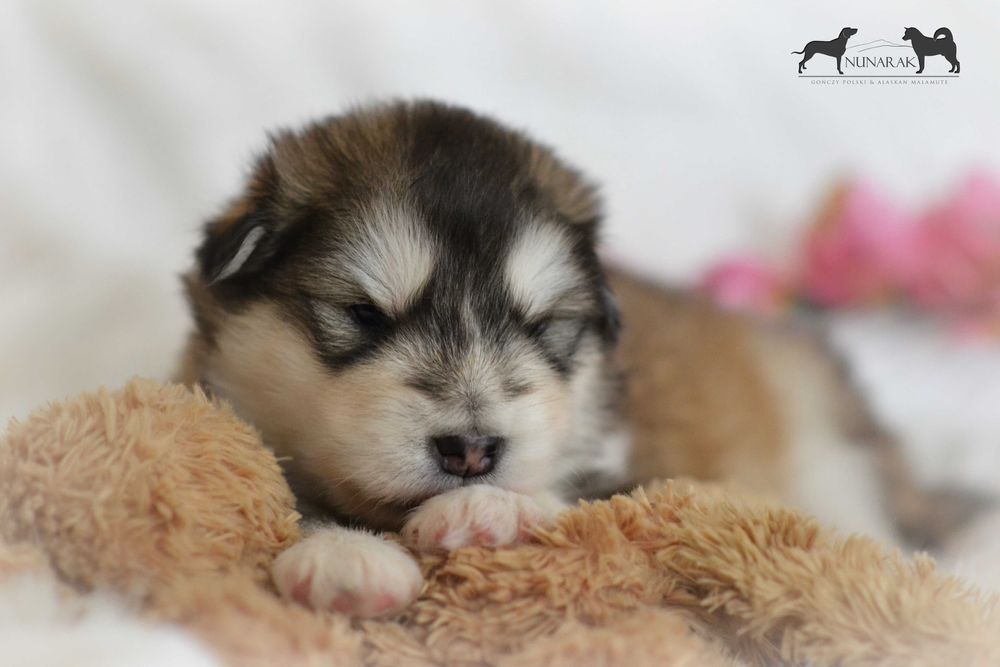Alaskan Malamute FCI/ZKwP, piesek,odbiór w grudniu