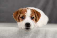 Suczka Jack Russell terrier ZKWP/FCI szorstkowłosa