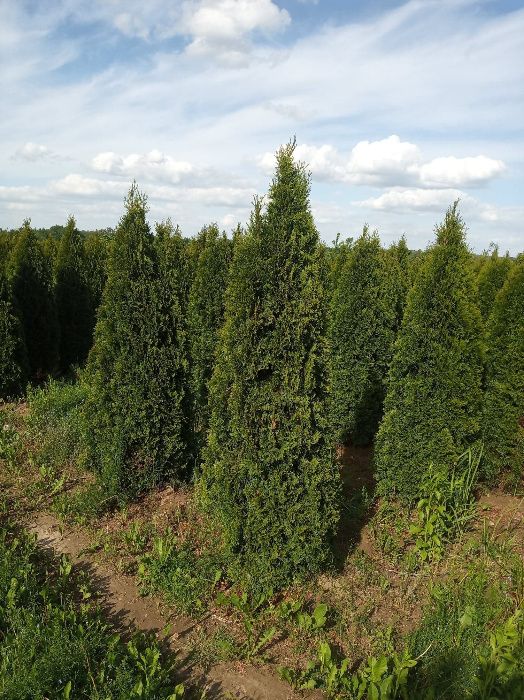 Tuja szmaragd,brabanta do 250cm, gęste, SADZIMY,Świerk serbski,srebrny