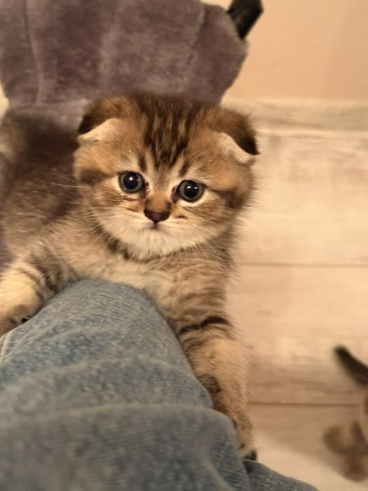 Шотландська золота шиншила кошенята