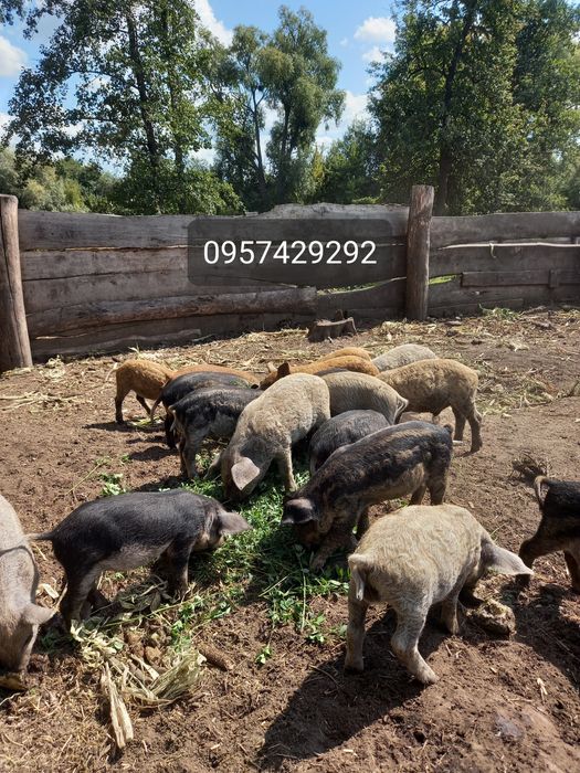 Продам поросят породи Венгерська пухова мангалиця