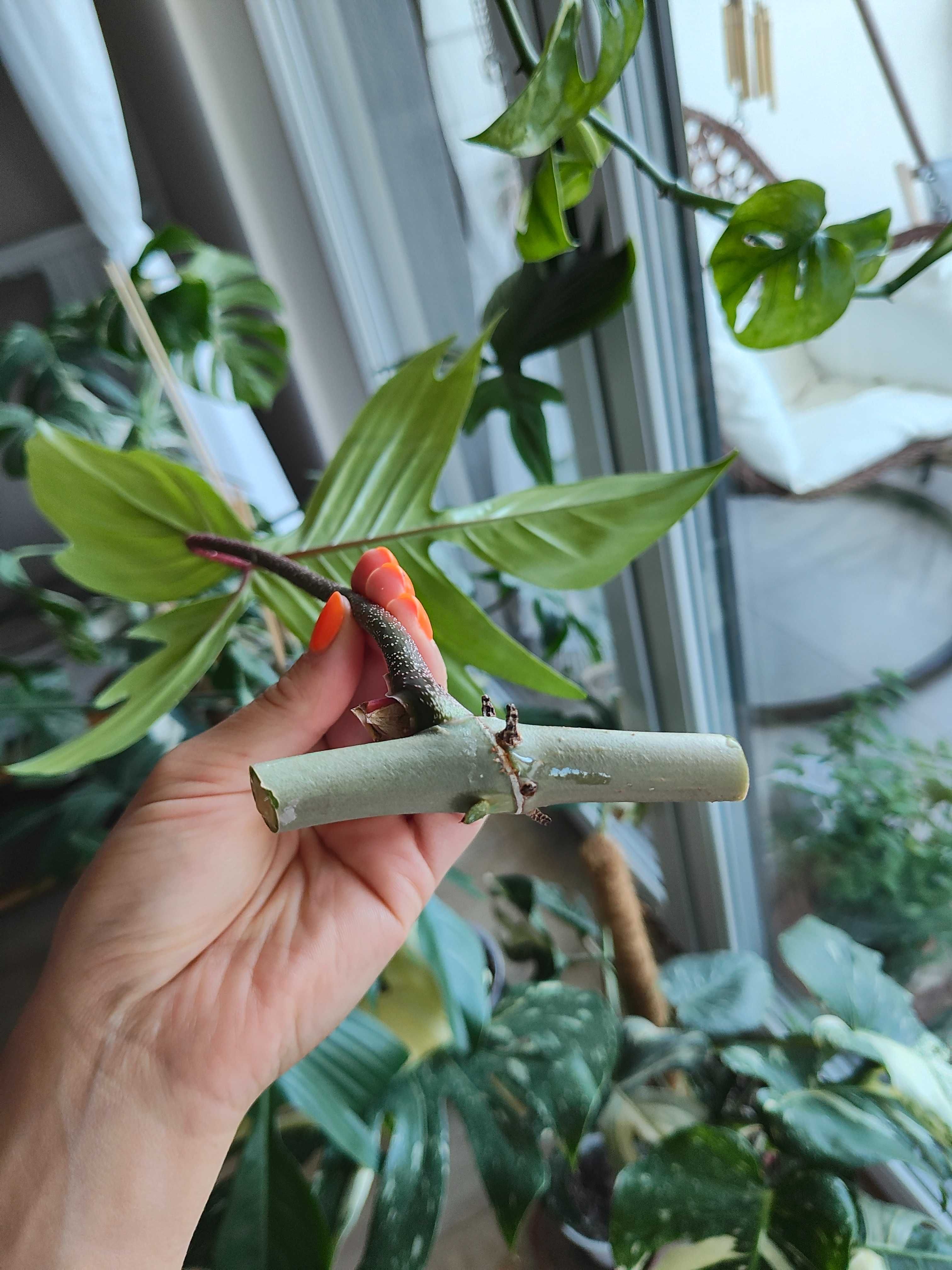 Philodendron, filodendron Florida Ghost