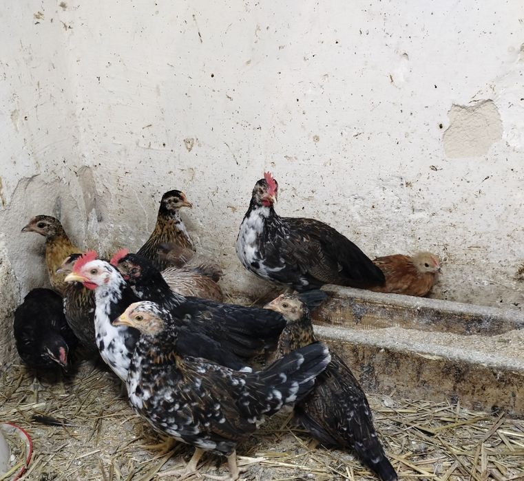 Jaja lęgowe kurek rajskich