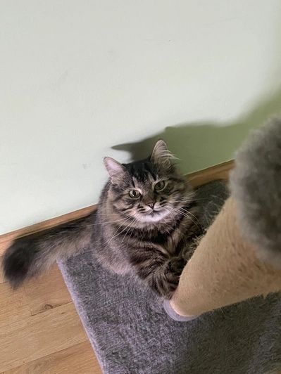 Кігтеточки для кота. Когтеточка столбик для кота Tochka.co!