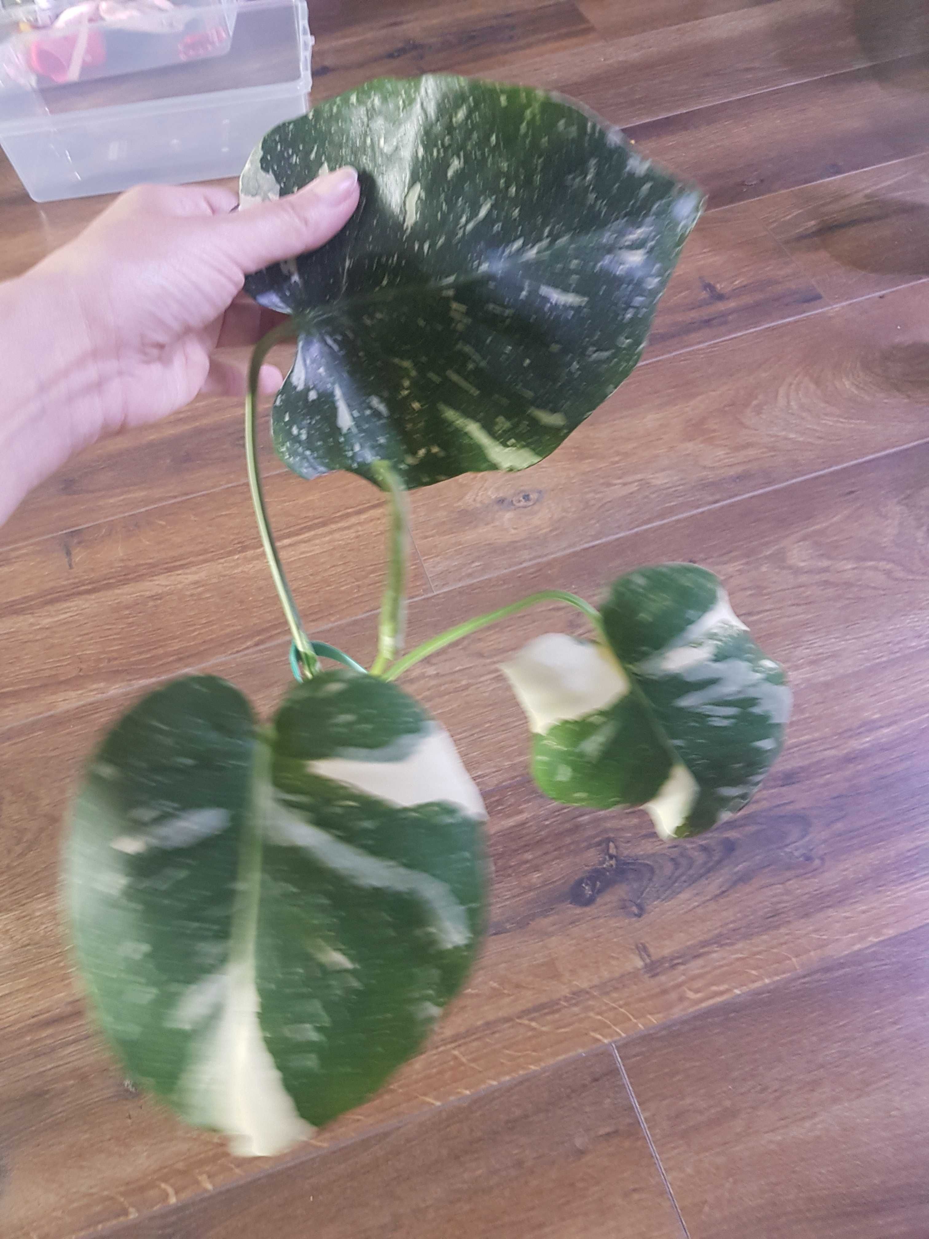 Monstera thai constelation