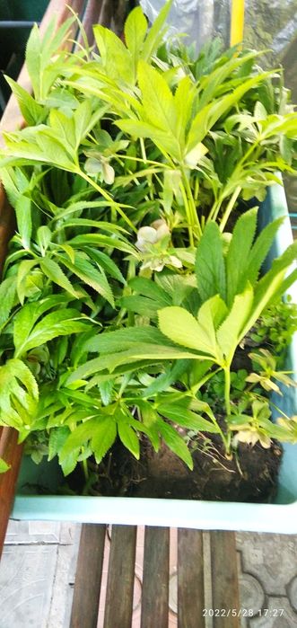 Кусты морозника лекарственного