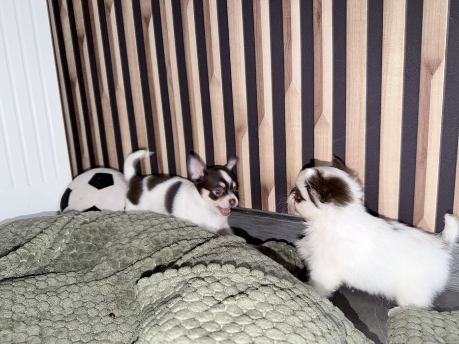 Chihuahua  bialo czekoladowy chlopak