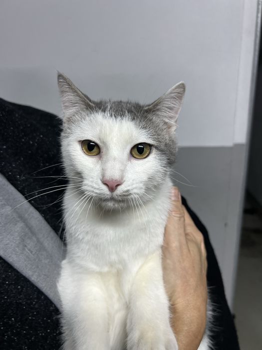 Gatinhos de 5 meses para adocao responsavel