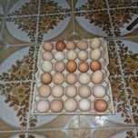 Ovos caseiros de galinha