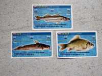 ryby - fiszki, notki, opisówki