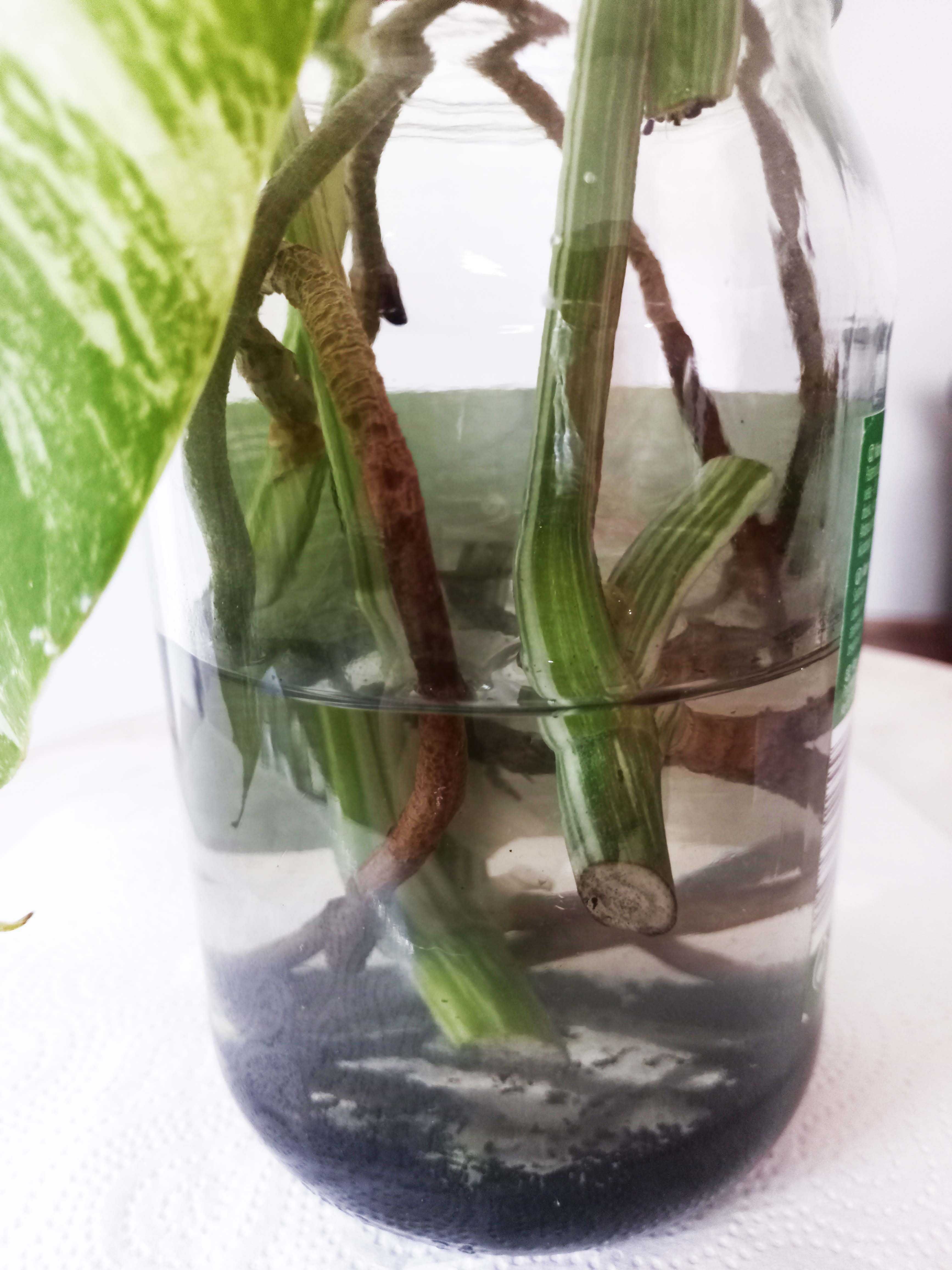 Monstera variegata – sadzonki do ukorzenienia