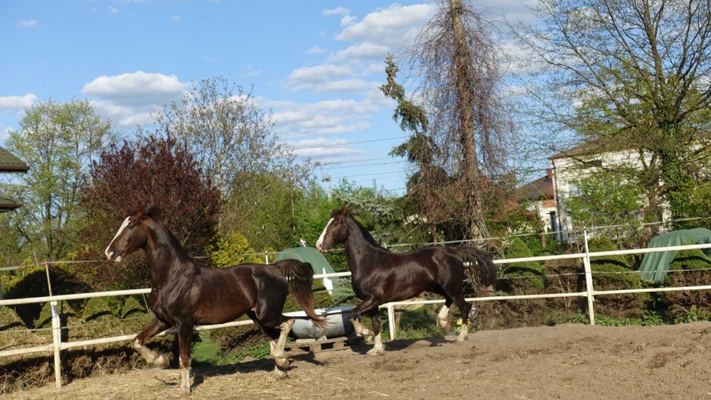 Para ogierów KWPN 3,5 letnie
