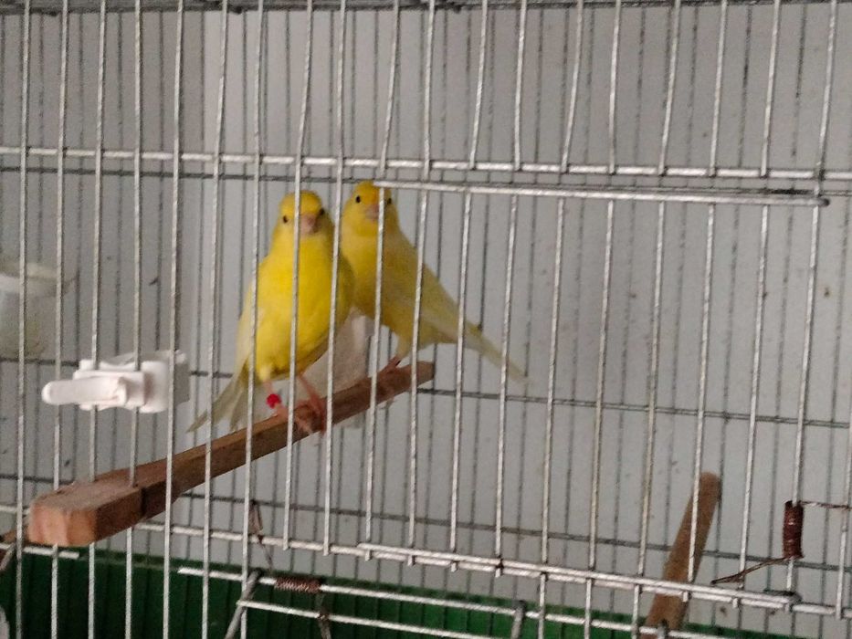 Canários várias raças