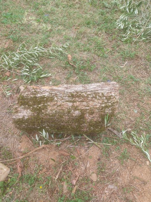 Oliveiras para lenha em local com bons acessos