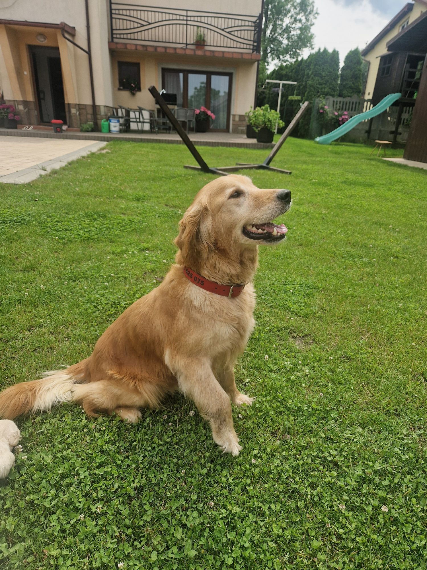 Golden retriever