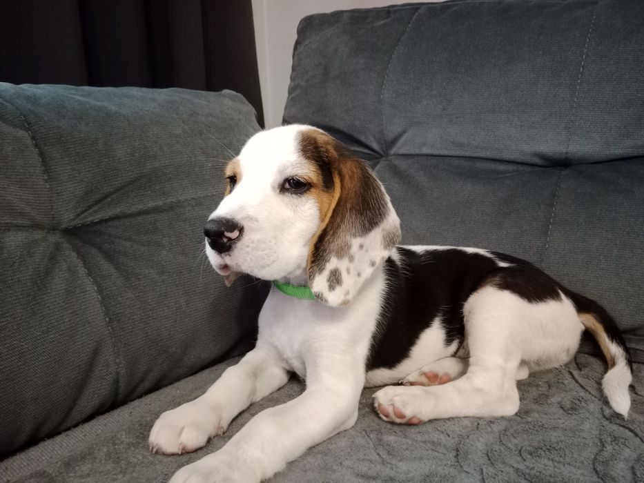 Beagle szczeniak