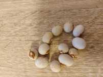 Nasiona fasoli eucharystycznej