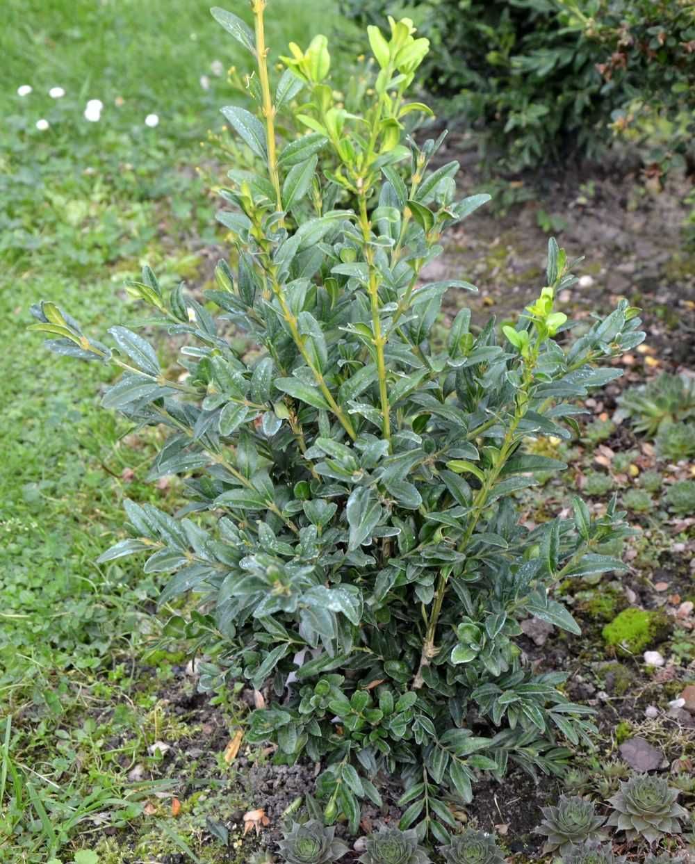 Bukszpan wieczniezielony 'Myrtifolia' Buxus 071