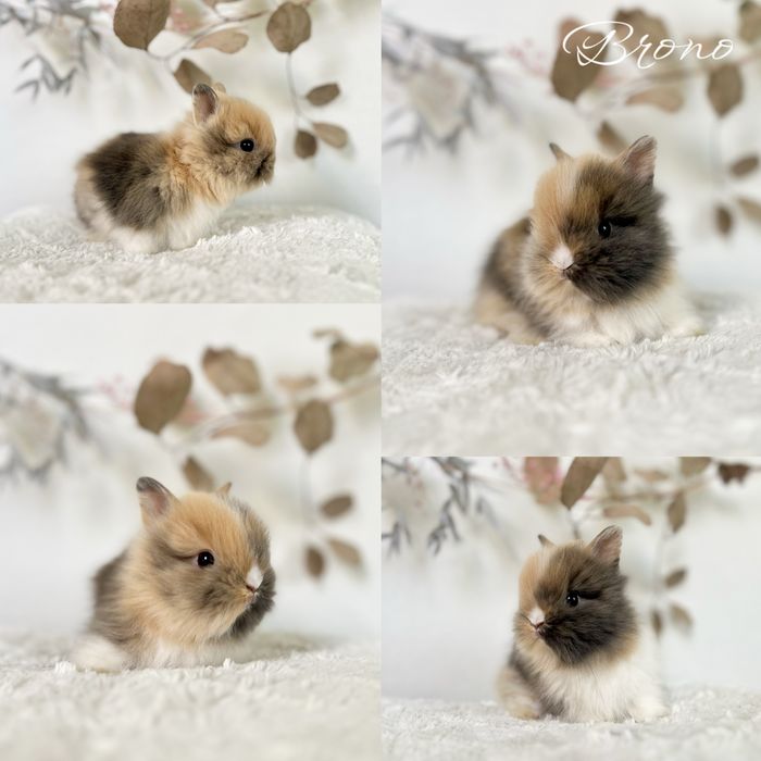 Króliczki rasy Karzełek Teddy, Mini lop Aktualne dostepne kroliczki