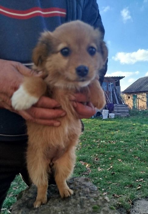 Дівчинка шукає родину!